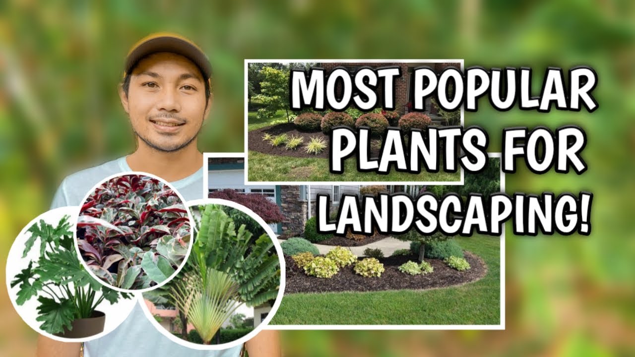 MOST POPULAR PLANTS FOR LANDSCAPING - YouTube
