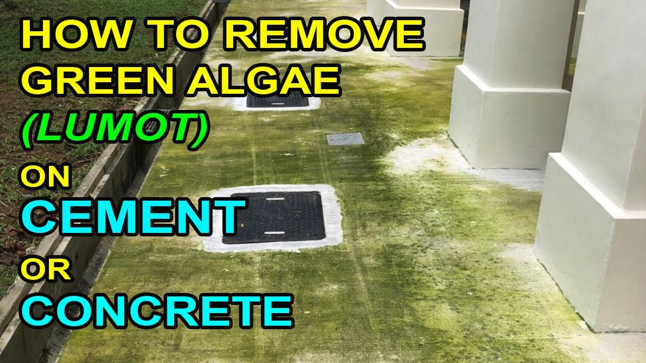 How Do You Get Rid Of Moss And Algae On Concrete?