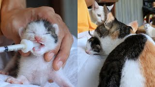 When The Kitten Cries, The Mother Cat's Reaction