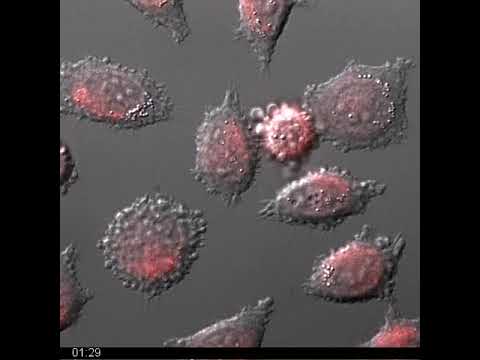 Lysosomal Rupture Cell Death During Anti Fas Induced Apoptosis