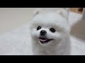 愛犬をただ愛でるだけの動画