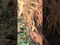 farming Life ❤️🔥🫶🏻🌱👀 #youtube #trending #farming #food #foryou #royal
