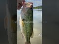 #viral #catchinbass #bassfishing #viralvideo #viralshort #fishing #bass #catching #sportfishing