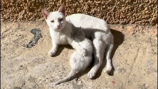 Cute mother cat takes good care of her shy kitten.