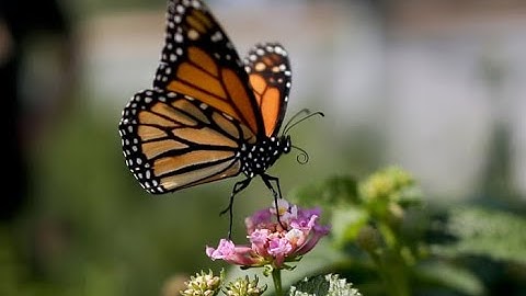 " Butterfly Effect " | Unpredictability in Complex Systems || ChaosTheory in Math