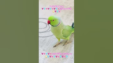 تلاوه خاشعه من الذكر الحكيم بصوت ماهر المعيقلي #cutebird #اكسبلور #foryou #birds #cuteparrot