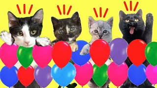 Gatos Luna y Estrella en el desafío de la pared de globos con las gatitas / Videos de gatitos