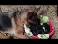 Как немецкая овчарка рожает щенков! German shepherd gave birth to puppies!