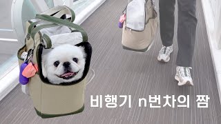 [FHD]페키니즈ㅣ역마살 제대로 낀 함재동ㅋㅋㅋㅋㅋ #pekingese #강아지 #페키니즈