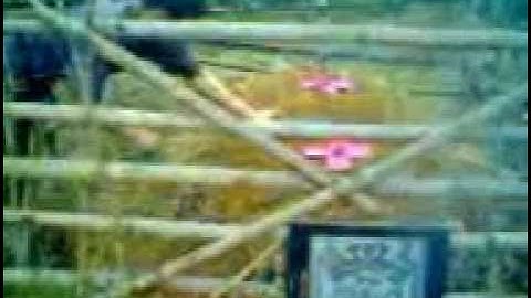 tục lệ thanh minh của người hoa.3gp