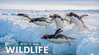 Wildlife of Antarctica | How Life Survives in the Coldest and Most Isolated Place on Earth