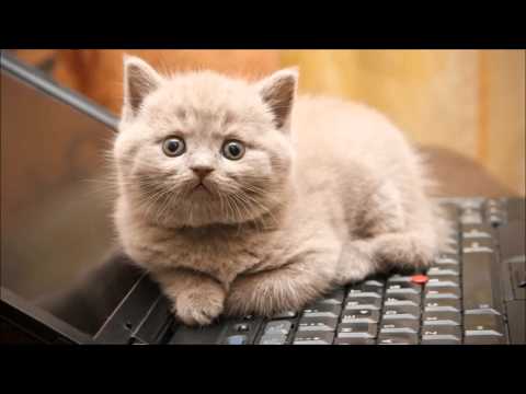 Video: Gatos En Teclados: Por Qué Los Aman (y Qué Puede Hacer Usted)