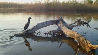 Чтобы рыбку съесть, надо в воду лезть