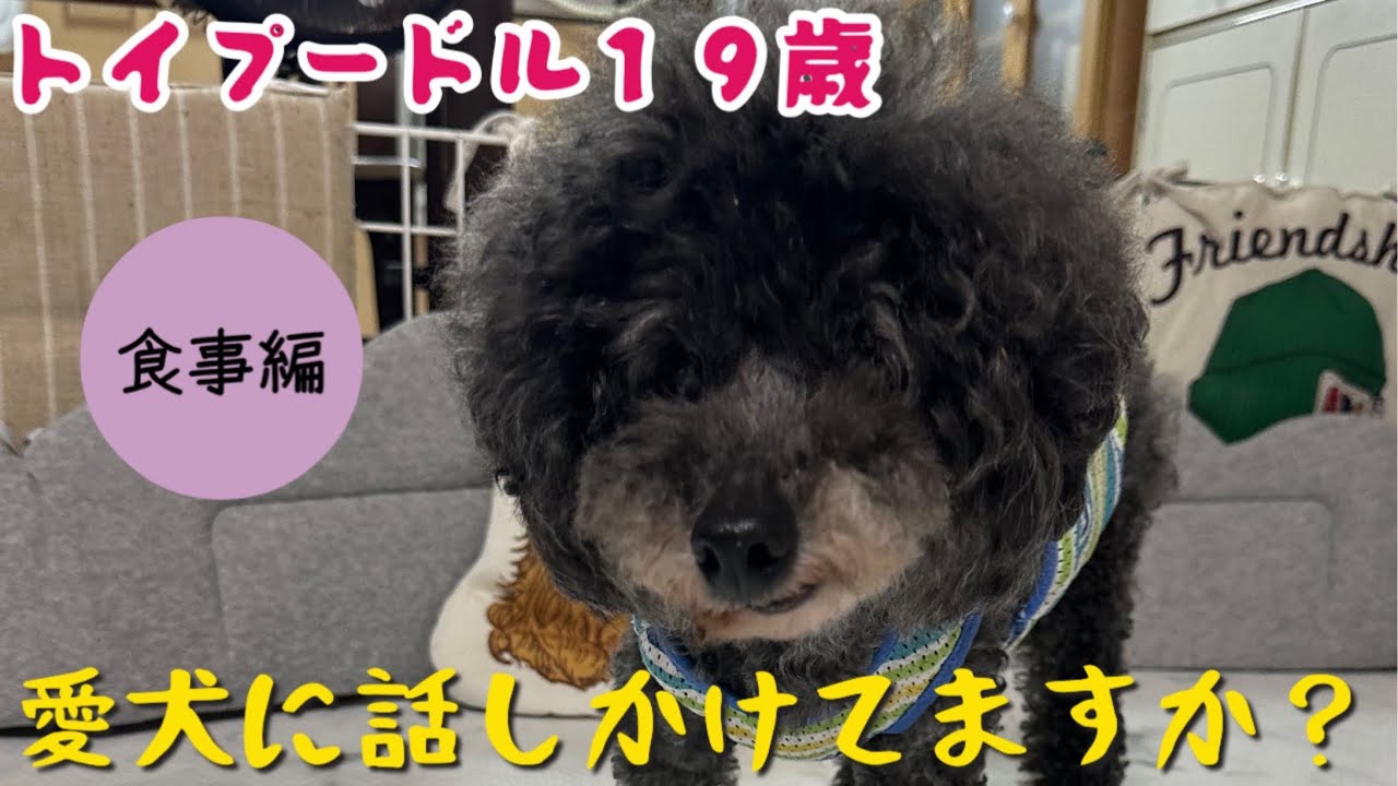 愛犬@ maxresdefault.jpg