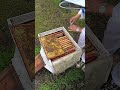 Ставлю метку на матку. #пчелы #bee #утровдеревне #вощина