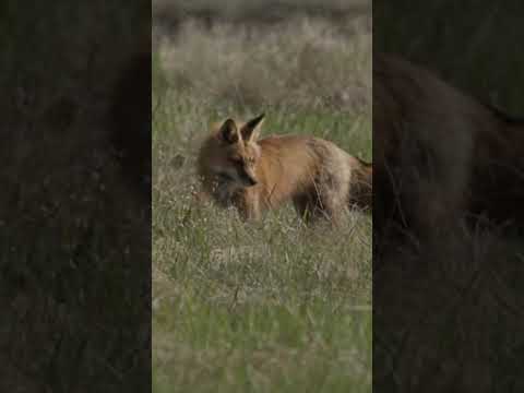 Hunting - Red Fox (Vulpes vulpes)