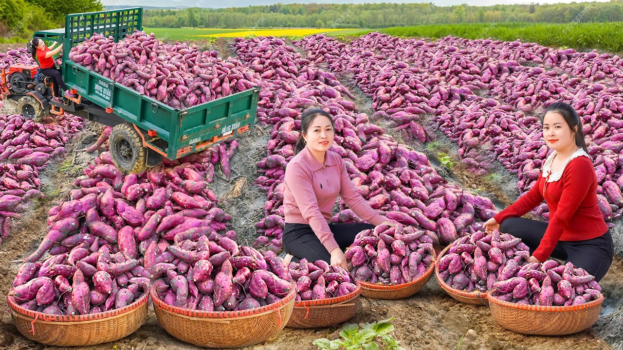 Use Truck to Harvest 500Kg+ Sweet Potatoes, Transport Many Sweet Potatoes Go To Market Sell