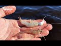 This rig catches so many fish! Dead Shrimp vs Live Shrimp