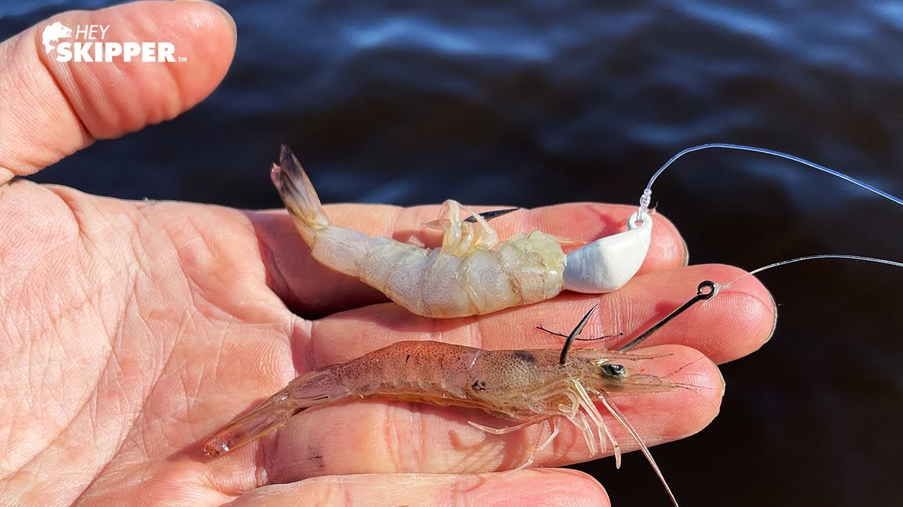 This rig catches so many fish! Dead Shrimp vs Live Shrimp 
