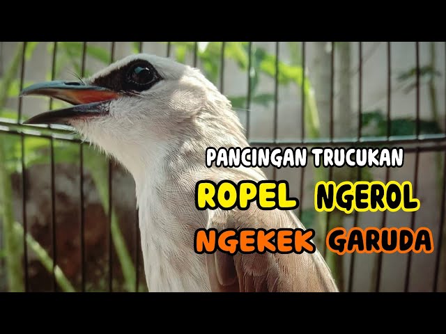 PANCINGAN +MASTERAN TRUCUKAN ROPEL NGEROL NGEKEK GARUDA class=