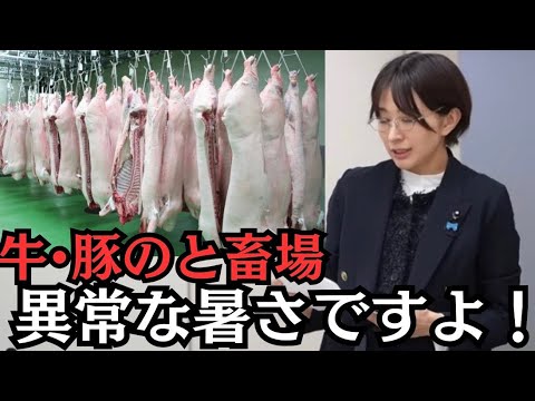 [Tokyo Metropolitan Assembly] The slaughterhouse is experiencing unusually high temperatures! [20...