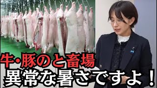 【都議会】と畜場は異常な暑さですよ!【令和8年予算審議】【中央卸売市場】