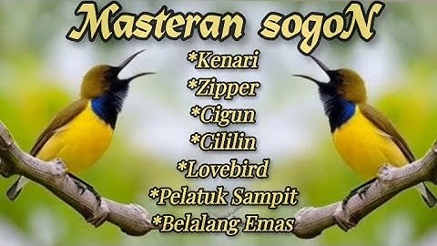SUPER KOMPLIT📍MASTERAN SOGON FULL ISIAN BIKIN LAWAN K