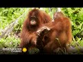 Yutris and Cinta's Jungle Dynamics