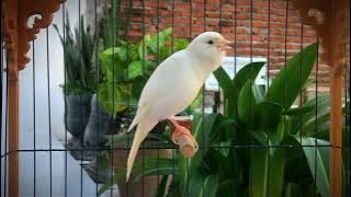 Powerful Canary Song for Training‼️ Spanish Timbrado Canary Singing
