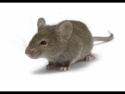 5 причин бояться мышей!