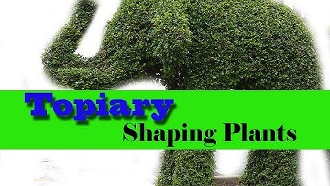 The art of Topiary (shaping plants) video