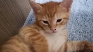 Baby Cat watching Tom and Jerry - Cute and Funny Cat Compilation |Pipays Choice