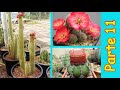 20 Tipos de cactus, que nunca habías visto ! parte 11.