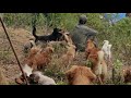 🔴LIVE Evening meals for stray dogs | 野良犬の夕食