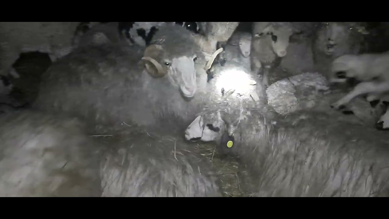 De ce stau Mieii  când  plouă  ghemuit ( cârlig)🐑🐑🌧🌧🌧❄️❄️