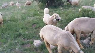 Kangal akkaraman koyunu diğer yerli koyunlara göre