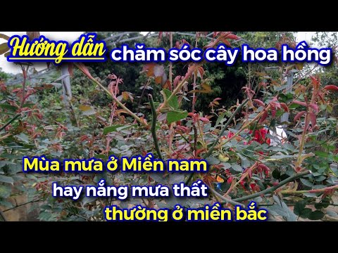 Hướng dẫn chăm sóc hoa hồng mùa mưa ở Miền Nam hoặc mưa nắng thất thường ở miền bắc