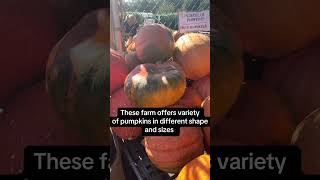 Love fall decor? Visit Gasko Family Farm, NJ for cheap pumpkins, scarecrows & plants! 🎃🌾
