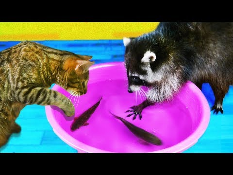 РЕАКЦИЯ на ЖИВУЮ РЫБУ ЕНОТА ХАЙПА и КОТА ШТИРЛЕЦА