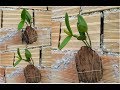 Não plante Orquídea antes de ver esse vídeo!