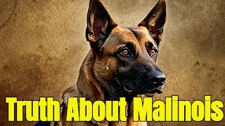 Belgian Malinois: Super Soldier Dog or Misunderstood Marvel? (Truth Revealed!)