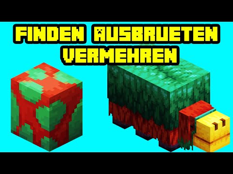 Wie brütet man ein Sniffer Ei in Minecraft aus?