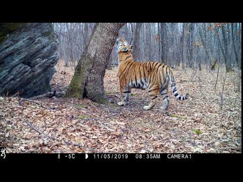 Амурский тигр в объективе фотоловушки #Browning Recon Force #4K 32MP