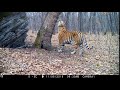 Амурский тигр в объективе фотоловушки #Browning Recon Force #4K 32MP