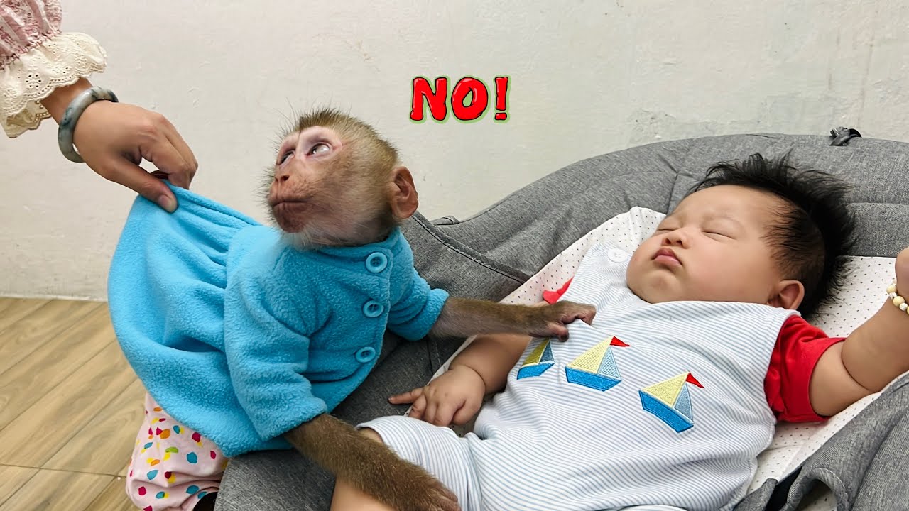 Обезьянка Диана отказывается выходить играть без детеныша.