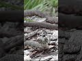 Finding a rare Dice snake (Natrix tessellata) near Vienna