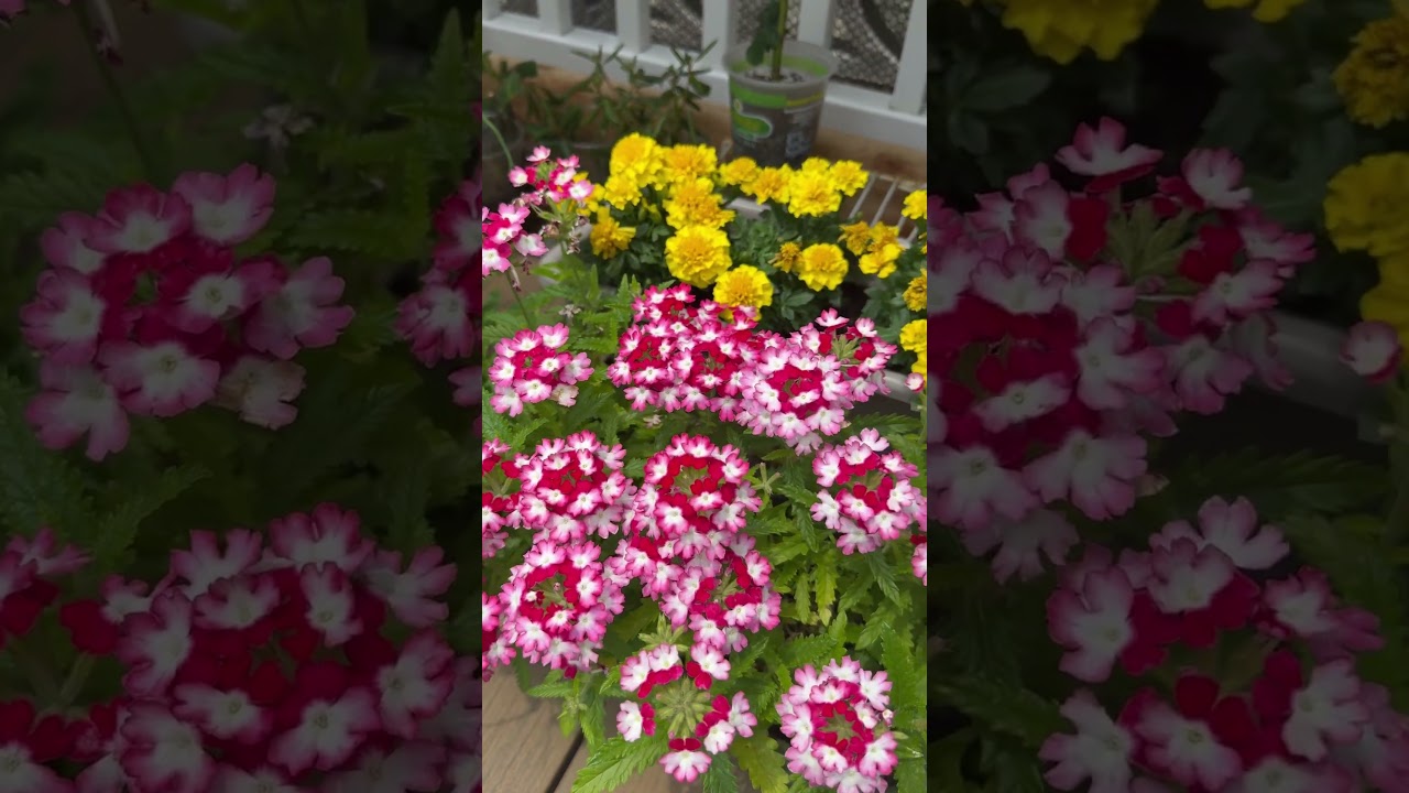 2025/06/14 Verbena and Marigolds keep on blooming. 美女櫻和萬壽菊太好種，太易爆盆，花開不斷！
