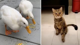 Baby Animals 🔴 Funny Cats and Dogs Videos Compilation (2020) Perros y Gatos Recopilación #41 by night4217 809 views 3 years ago 3 minutes, 35 seconds