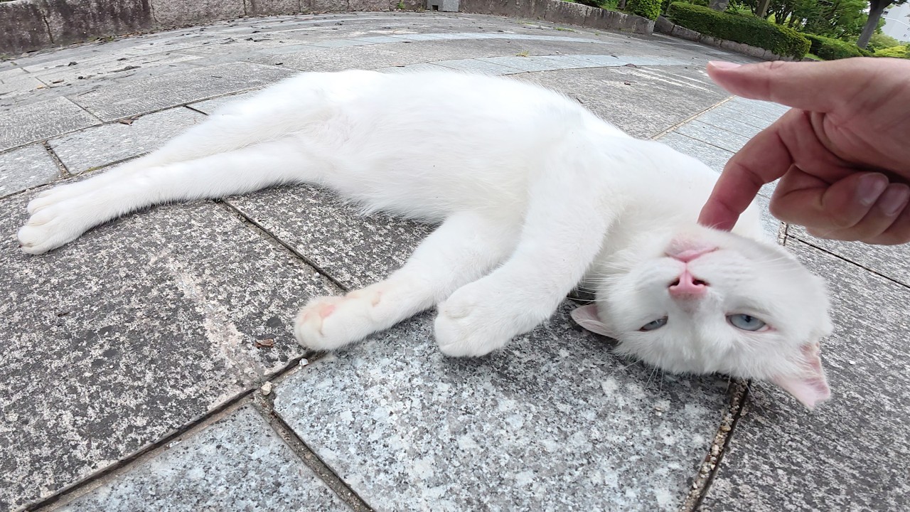 ブルーの瞳の白猫ちゃんが公園のど真ん中で堂々とお昼寝する