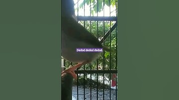 prenjak lumut variasi dedod #shortvideo